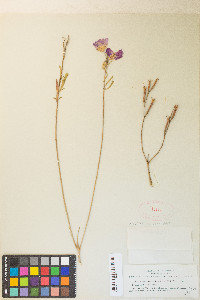 Clarkia bottae image