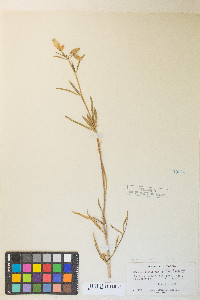 Clarkia bottae image