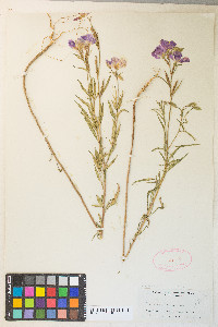 Clarkia bottae image