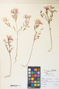 Clarkia concinna image