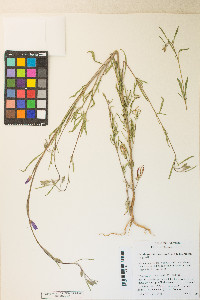 Clarkia gracilis image