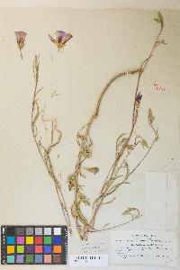 Clarkia gracilis subsp. sonomensis image