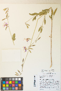 Clarkia mildrediae subsp. lutescens image