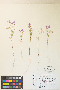 Clarkia pulchella image