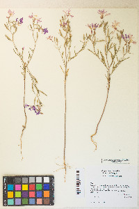 Clarkia pulchella image