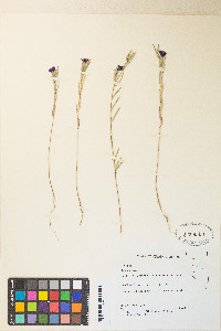 Clarkia purpurea image