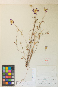 Clarkia purpurea subsp. viminea image