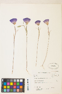 Clarkia rubicunda image