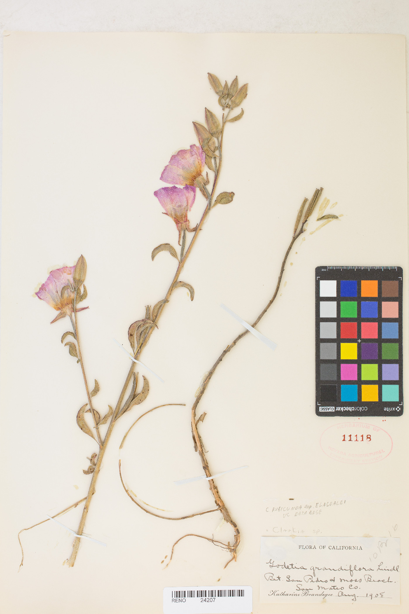 Clarkia rubicunda image