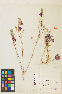 Clarkia speciosa image