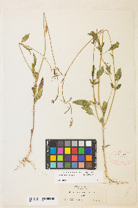 Clarkia stellata image