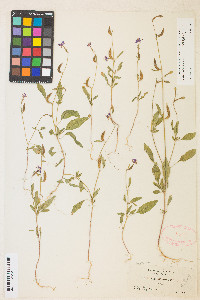 Clarkia stellata image