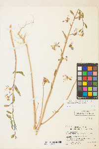 Clarkia tembloriensis image