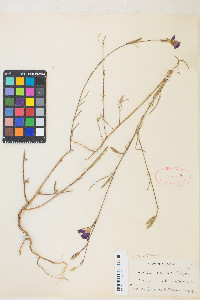 Clarkia unguiculata image