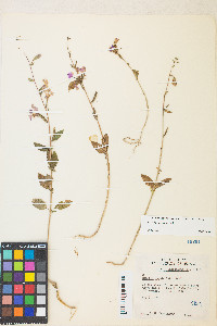 Clarkia unguiculata image