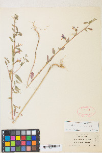 Clarkia unguiculata image