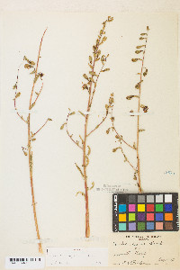 Clarkia unguiculata image
