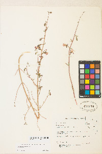 Clarkia unguiculata image