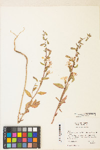 Clarkia unguiculata image