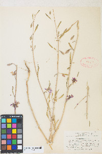 Clarkia xantiana image