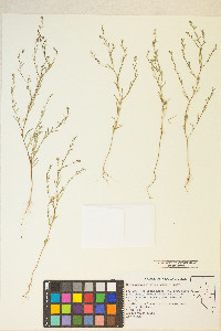 Gayophytum decipiens image