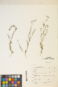 Gayophytum decipiens image