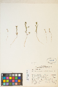 Gayophytum decipiens image