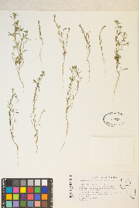 Gayophytum decipiens image