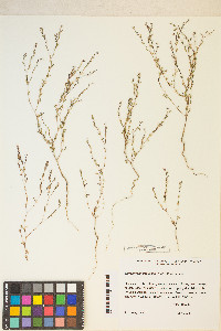 Gayophytum decipiens image