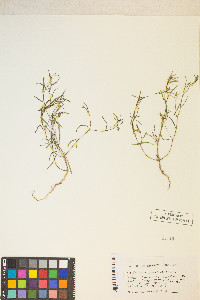 Gayophytum decipiens image