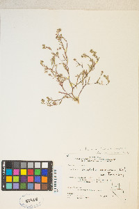 Gayophytum decipiens image