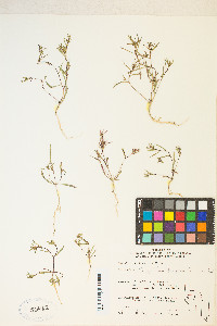 Gayophytum decipiens image