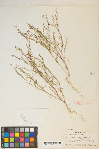 Gayophytum decipiens image