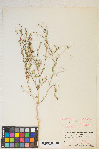 Gayophytum decipiens image