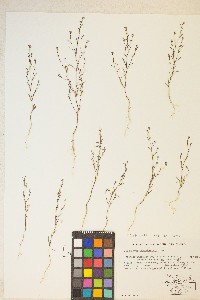 Gayophytum decipiens image