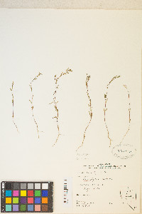 Gayophytum decipiens image