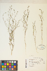 Gayophytum decipiens image