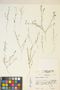 Gayophytum decipiens image