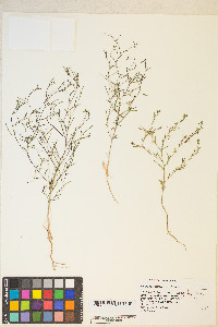 Gayophytum decipiens image