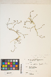 Gayophytum decipiens image