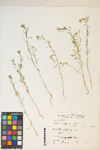 Gayophytum decipiens image