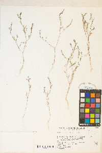 Gayophytum decipiens image