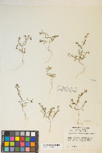 Gayophytum decipiens image