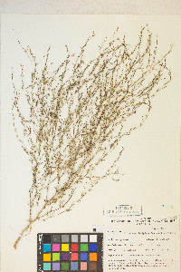 Gayophytum decipiens image