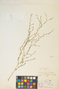 Gayophytum decipiens image