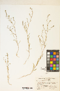 Gayophytum decipiens image