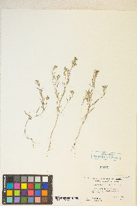 Gayophytum decipiens image