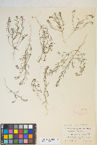 Gayophytum decipiens image