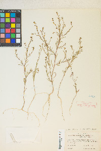 Gayophytum decipiens image