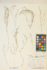 Gayophytum decipiens image